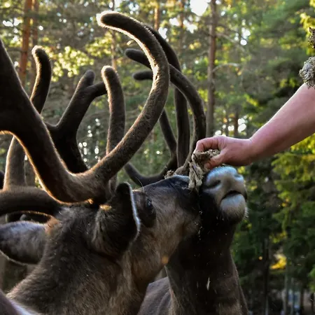 Igluhut - Sleep With Reindeer Semesterbostad Esbo