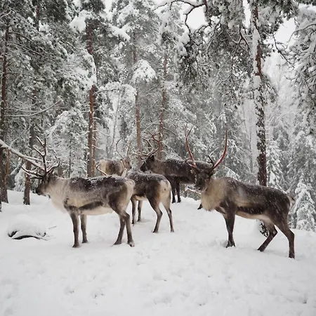 Igluhut - Sleep With Reindeer