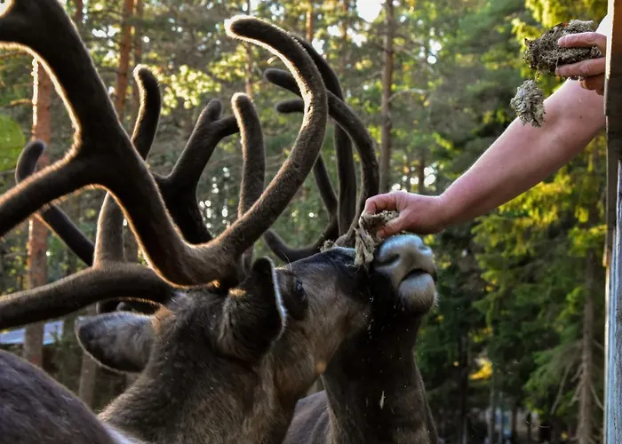Igluhut - Sleep With Reindeer Loma-asunnot Espoo