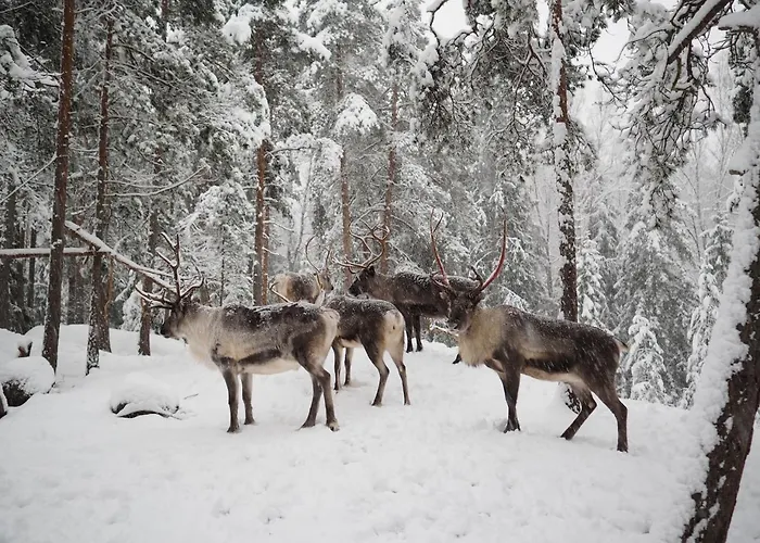 Igluhut - Sleep With Reindeer